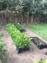 Trees ready for outplanting during rains