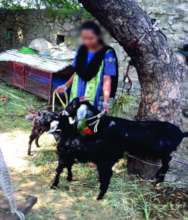 Kamal with her goats