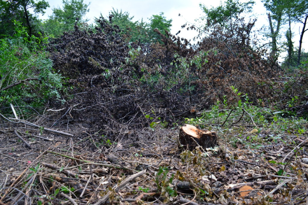 Planting a Forest to fight pollution in Sofia