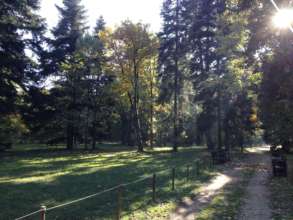 This is how an Urban Forest should look like