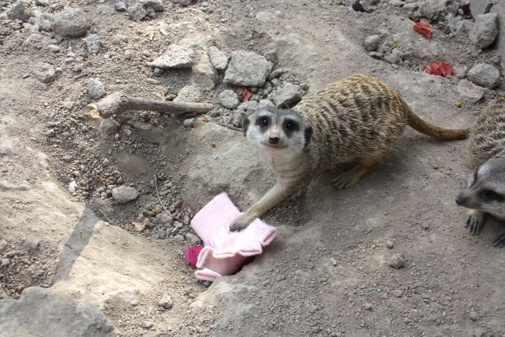 Give a meerkat those winter clothes