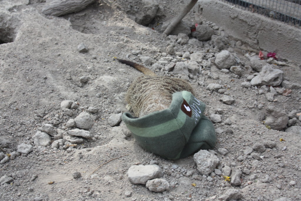 Give a meerkat those winter clothes