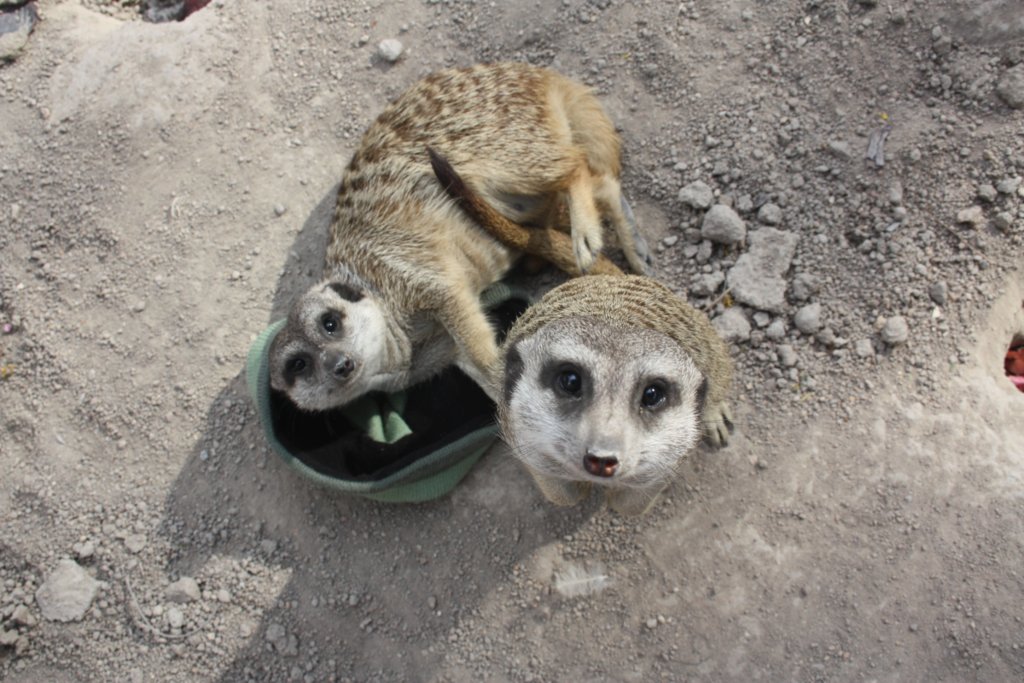 Give a meerkat those winter clothes