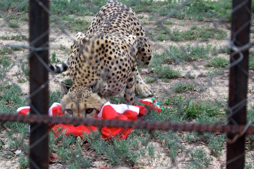 A cheetah got hold of that ugly sweater