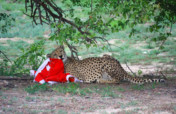 A cheetah got hold of that ugly sweater