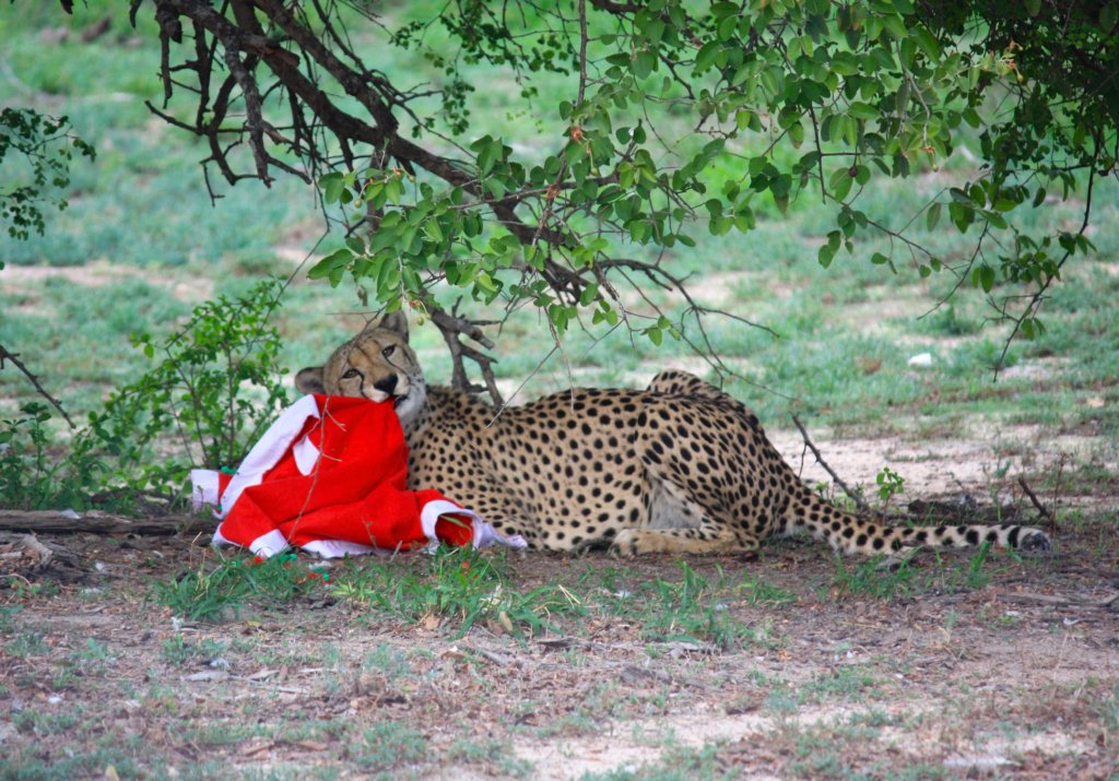 A cheetah got hold of that ugly sweater