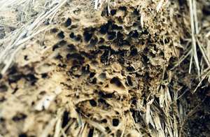 A nest of termites in the grassroof