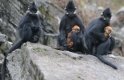 Conserving 80 globally endangered Francois Langur
