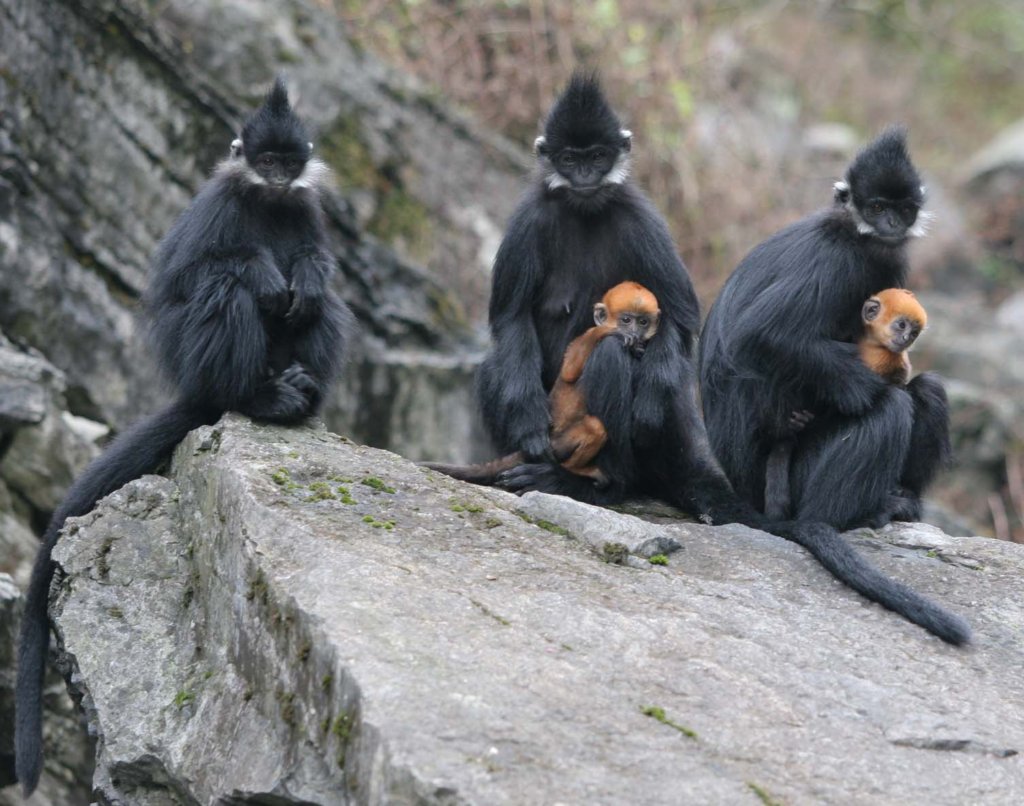 Conserving 80 globally endangered Francois Langur