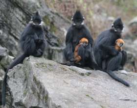 Conserving 80 globally endangered Francois Langur