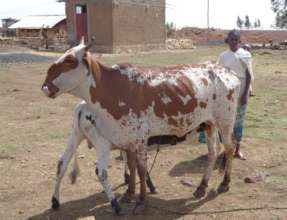 Cow purchase