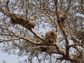 Beehives are located in trees to attract swarms