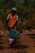 A female farmer waters her baby trees in her Fores