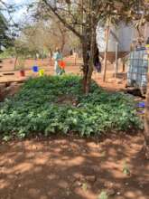 Watering the vegetables