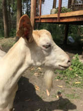 One of our mature, milking goats