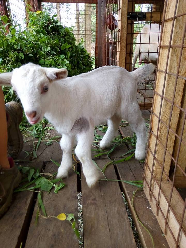 Buy 50 goats for Kyaninga CDC - Kids 4 Kids