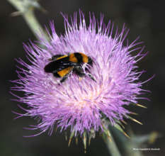 Sonoran bumblebee