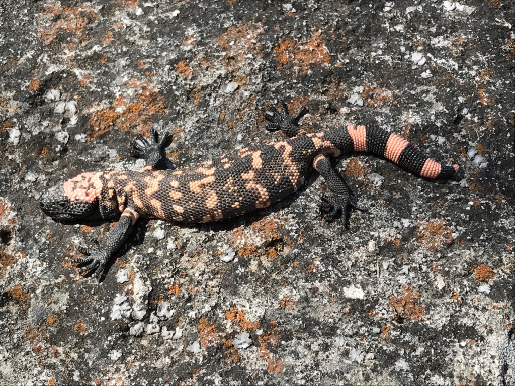 One of three Gila Monsters found on the expedition