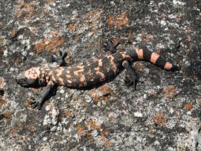 One of three Gila Monsters found on the expedition