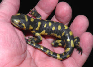 Sonoran salamander