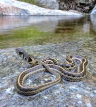 Thamnophis cyrtopsis