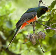 Trogon Elegans