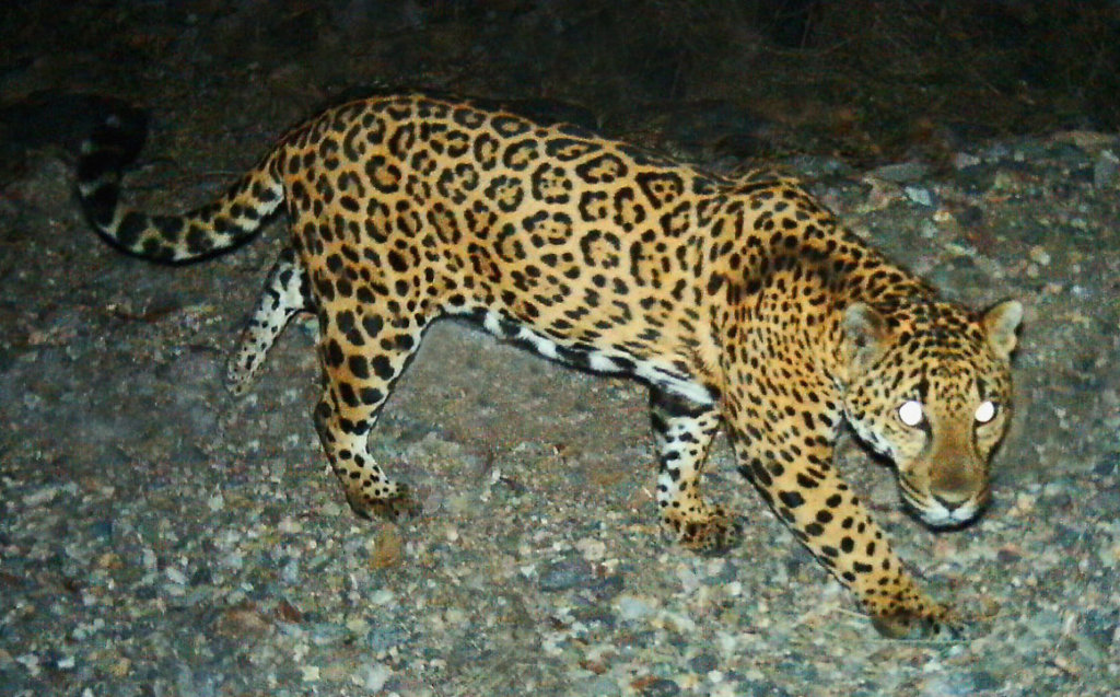 Protect critical understudied habitat in Mexico
