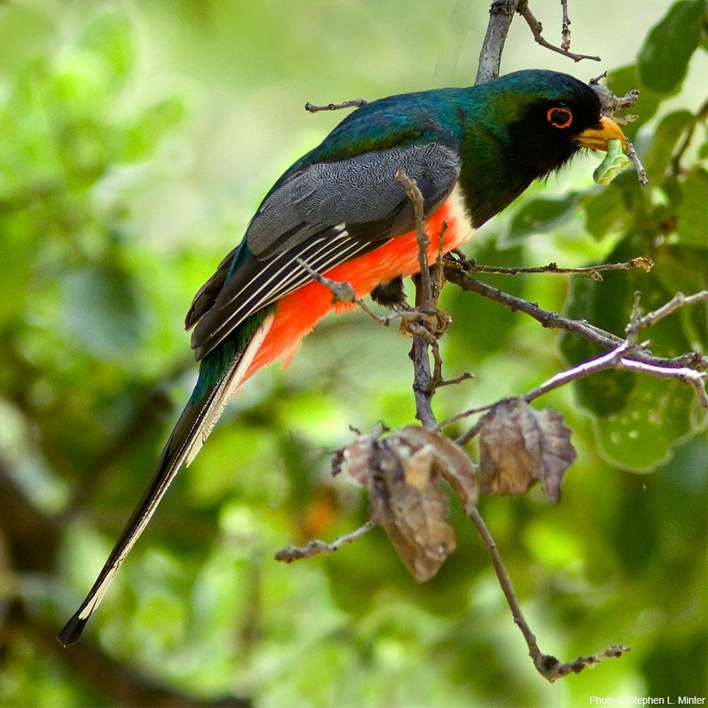 Protect critical understudied habitat in Mexico
