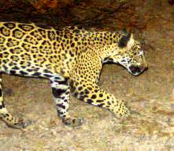 Panthera Onca