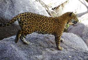 Camera trap image of the female jaguar