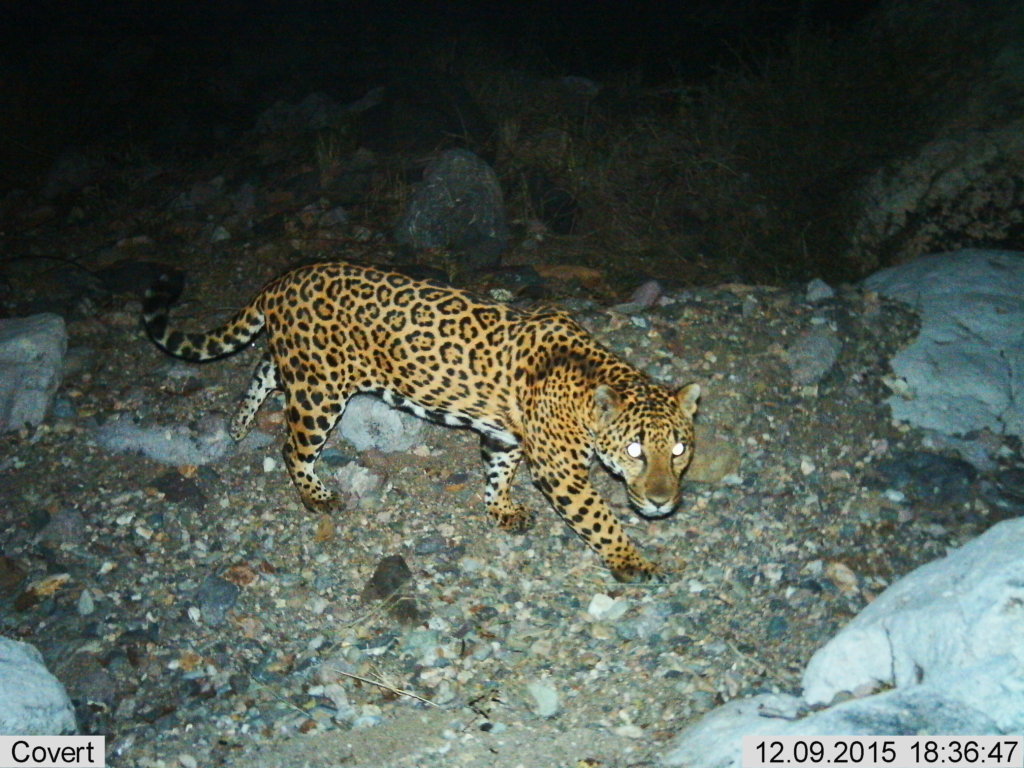 Project Wildcat: Save Endangered Jaguars in Mexico