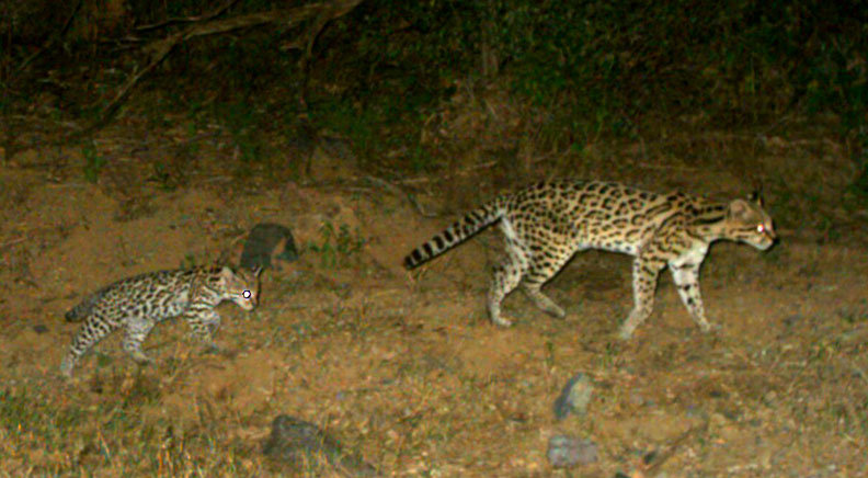 Project Wildcat: Save Endangered Jaguars in Mexico