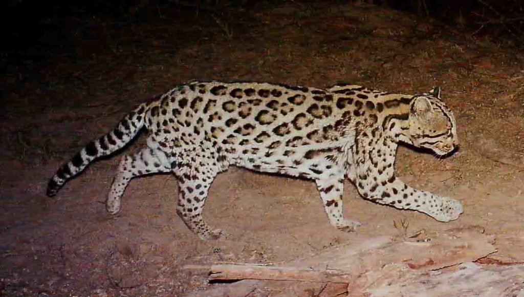 Project Wildcat: Save Endangered Jaguars in Mexico