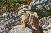 Project Wildcat: Save Endangered Jaguars in Mexico