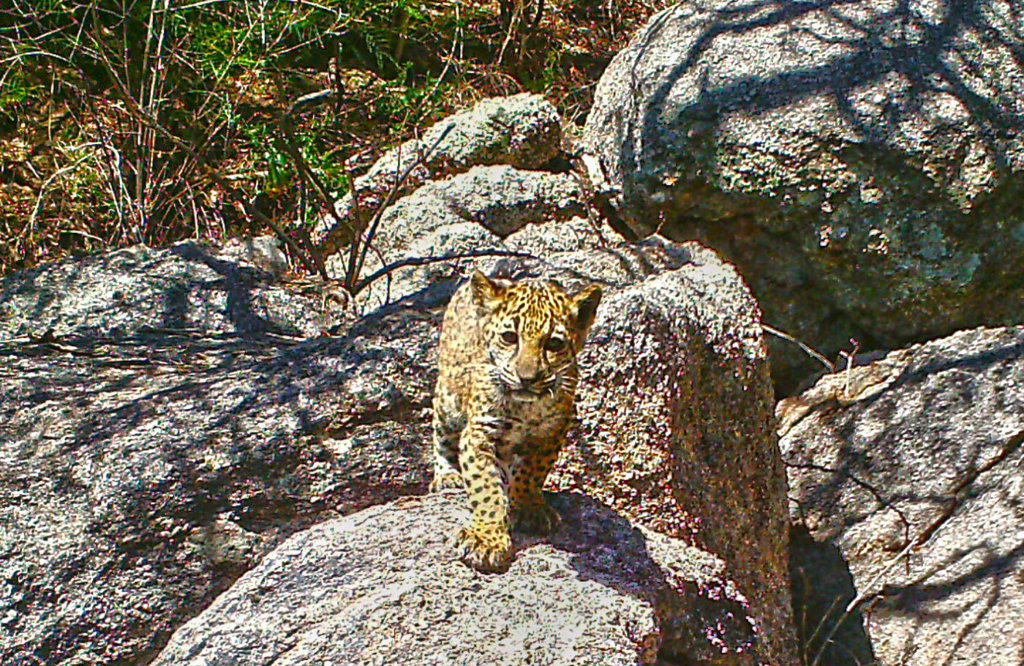 Project Wildcat: Save Endangered Jaguars in Mexico