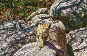 Project Wildcat: Save Endangered Jaguars in Mexico