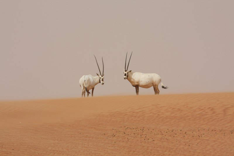 Community-based conservation and capacity-building