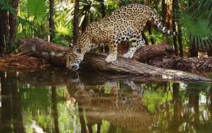 Jaguar on our Peru project