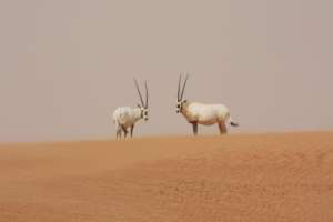 Arabian oryx on our Arabia project