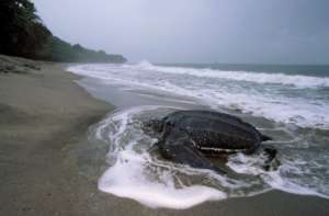 Leatherback turtle coming to nest in Costa Rica