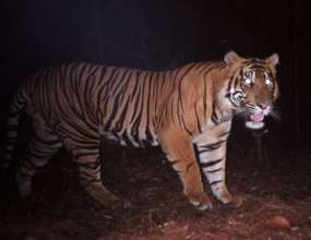 Tiger on our Sumatra project