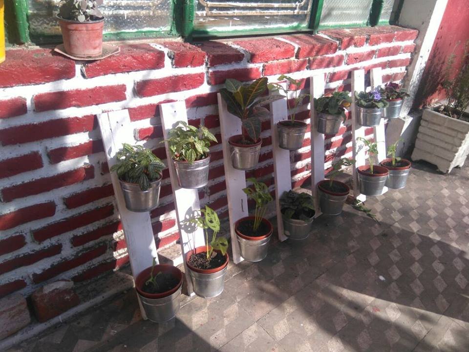 Build an Organic Garden for Children and Elderly