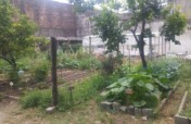 Build an Organic Garden for Children and Elderly