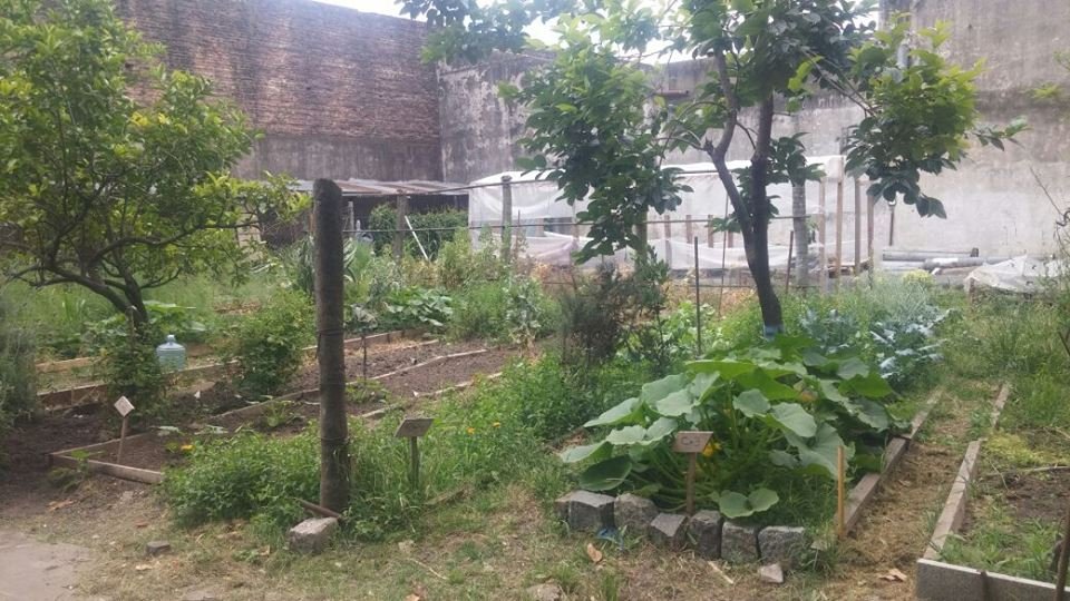 Build an Organic Garden for Children and Elderly