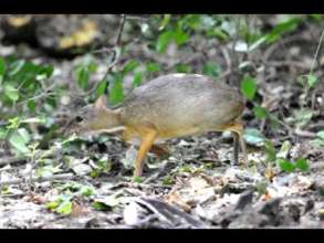 Local Spcieies of mouse deer