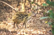 Save Cheverotain (Mouse Deer) from Enadanger