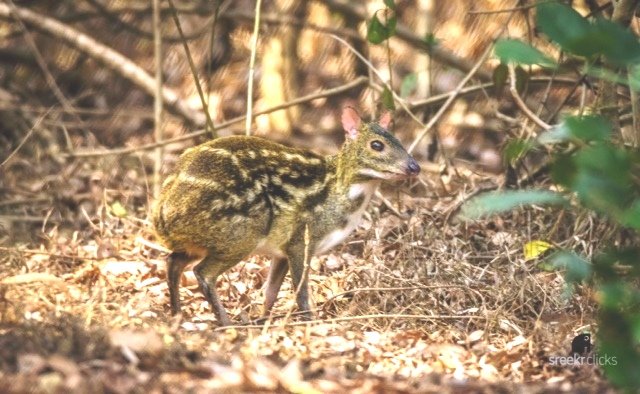 Save Cheverotain (Mouse Deer) from Enadanger