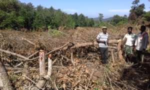 illegal tree felling