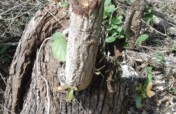 Save the Forest from Tree Fellers in Palani Hills