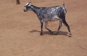 Strengthening our Congo Community with a Goat Bank